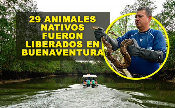 29 ANIMALES NATIVOS FUERON LIBERADOS EN BUENAVENTURA